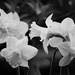 B&W Daffodils by richardcreese