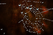 16th Mar 2014 - Playing with the Spider's Web