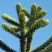 A Monkey's Puzzle? by fishers