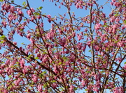 16th Mar 2014 -  Flowering Currant and Blue Sky