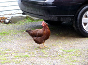 16th Mar 2014 - Alley Chicken In The Rain
