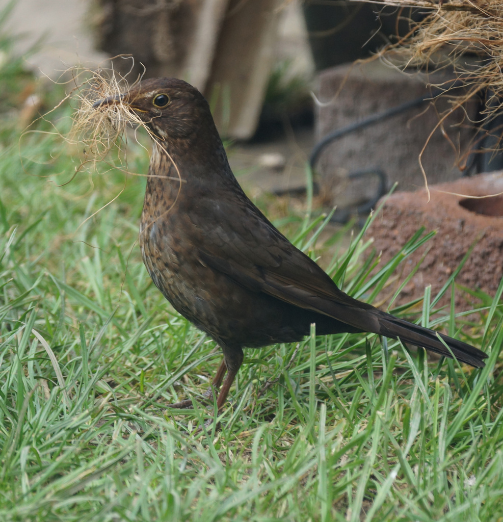 Female Blackbird 2 by pcoulson