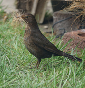 16th Mar 2014 - Female Blackbird 2