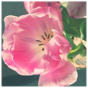 15th Mar 2014 - Pink Tulip 4