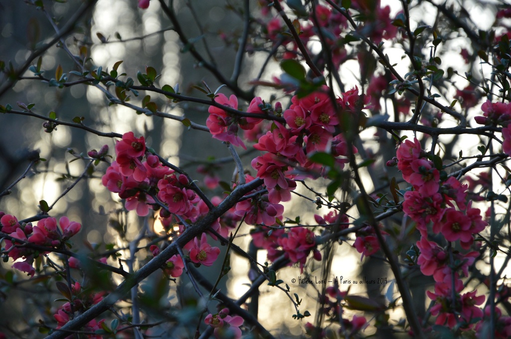 Spring blooms by parisouailleurs
