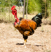 16th Mar 2014 - Red-necked Rooster