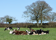 16th Mar 2014 - Cows are out - 16-03
