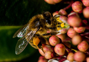 16th Mar 2014 - Busy Bee