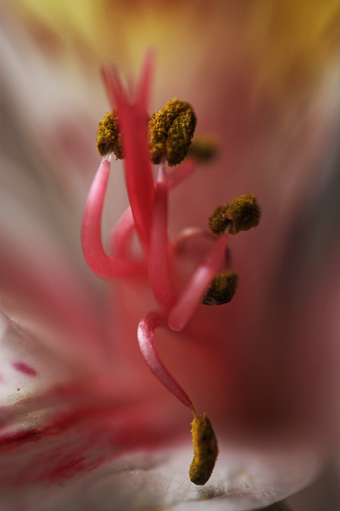 The Dance of the Stamen by mzzhope