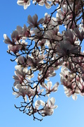 15th Mar 2014 - magnolia