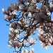 magnolia by mariadarby