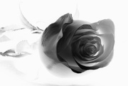 17th Mar 2014 - Black Rose