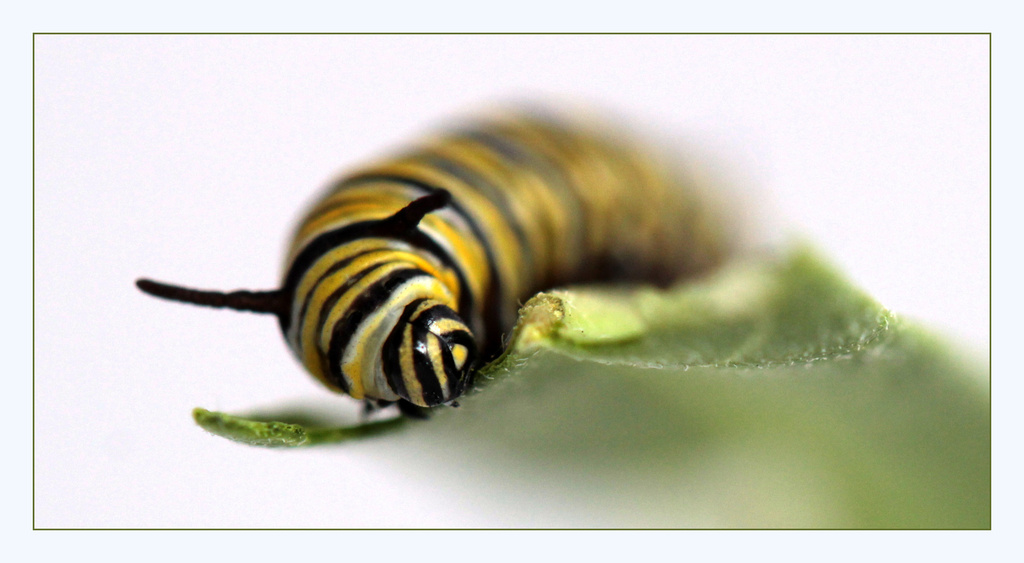Monarch Caterpillar by rustymonkey