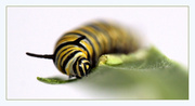 17th Mar 2014 - Monarch Caterpillar
