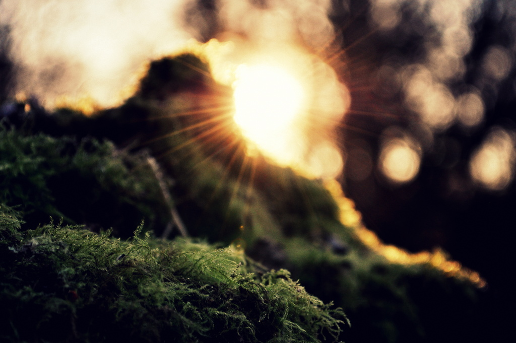 Moss by andycoleborn