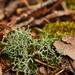 lichen2 by francoise