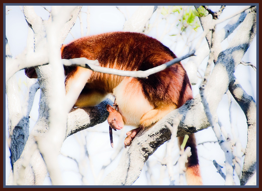Baby tree kangaroo emerges at Taronga by annied