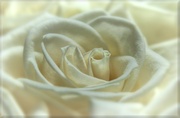 16th Mar 2014 - Winter Rose