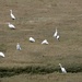 White Heron by vickisfotos