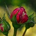 Rose Buds by redy4et