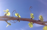 18th Mar 2014 - Awakening Grape Vines