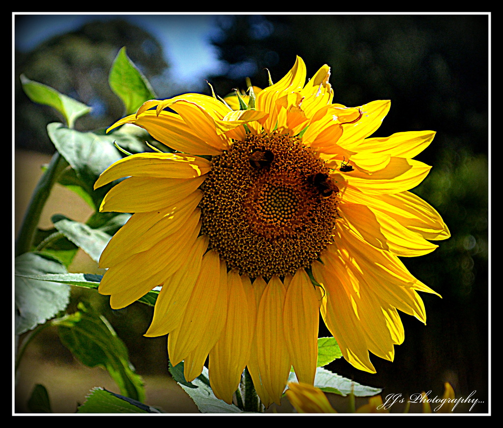 Sunflower by julzmaioro