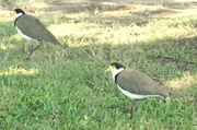 17th Mar 2014 - Spur Winged Plovers