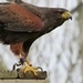 ready for take-off:  the Harris hawk by quietpurplehaze