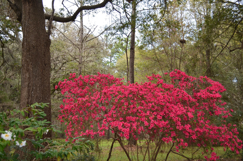 Brilliant red azaleas by congaree