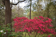 4th Mar 2014 - Brilliant red azaleas