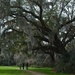 Live oak by congaree