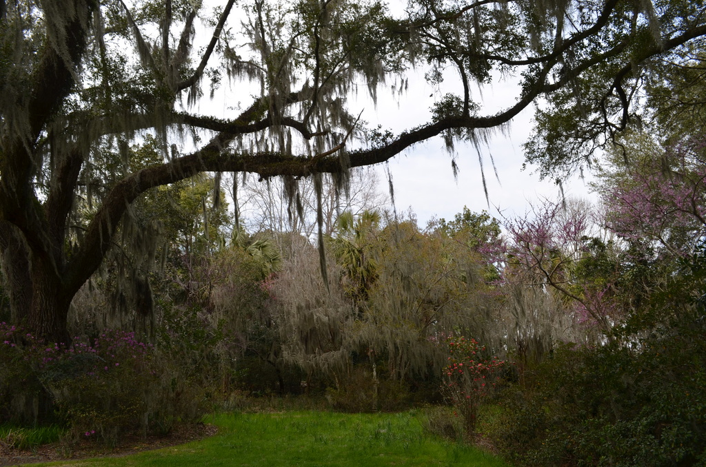 Peaceful scene at Magnolia Gardens by congaree