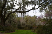 9th Mar 2014 - Peaceful scene at Magnolia Gardens