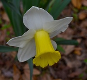 14th Mar 2014 - Daffodil