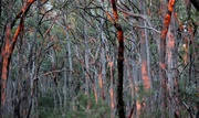 17th Mar 2014 - "Forest Fire"...