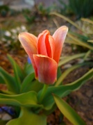 11th Mar 2014 - First tulip