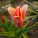 First tulip by gabis