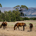 3 Horses  by salza