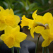 Yellow Daffodils by richardcreese