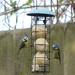 Pair of blue tits. by richardcreese