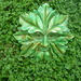 P1040491 Muse-in-March, Green. Green Man by wendyfrost