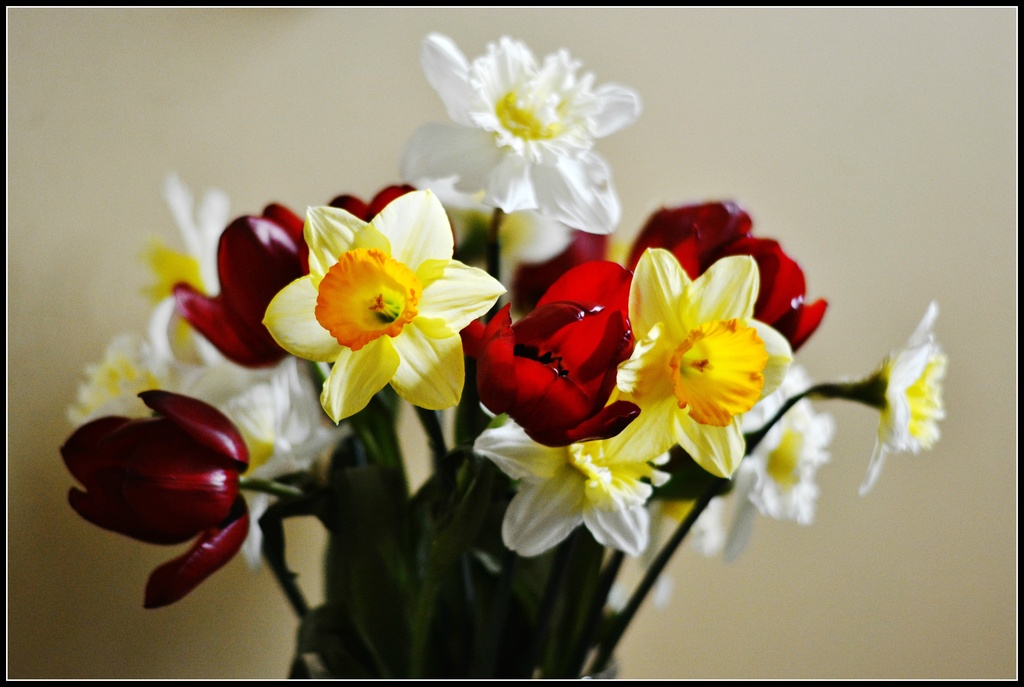 Spring flowers by rosiekind