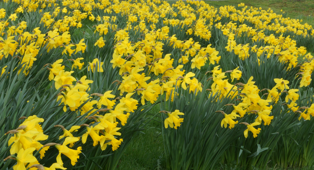 A Host of Golden Daffodils  by pcoulson