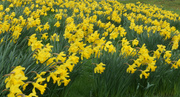 17th Mar 2014 - A Host of Golden Daffodils 