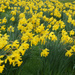 A Host of Golden Daffodils  by pcoulson