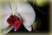 17th Mar 2014 - Orchid