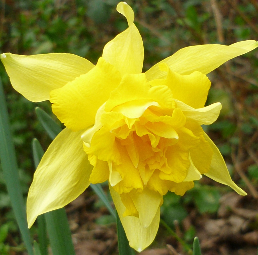 Double Daffodil by countrylassie