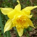 Double Daffodil by countrylassie