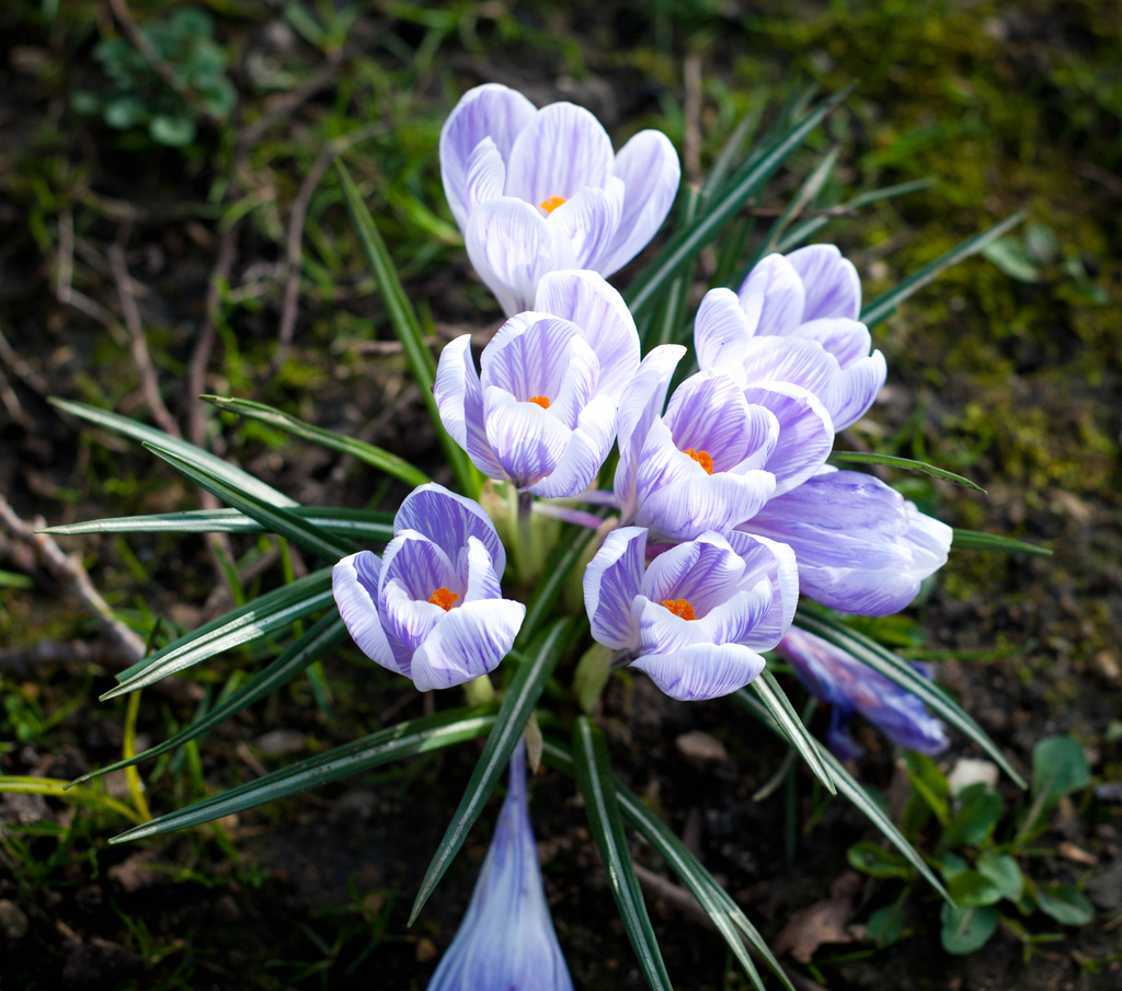 Crocus by tracybeautychick