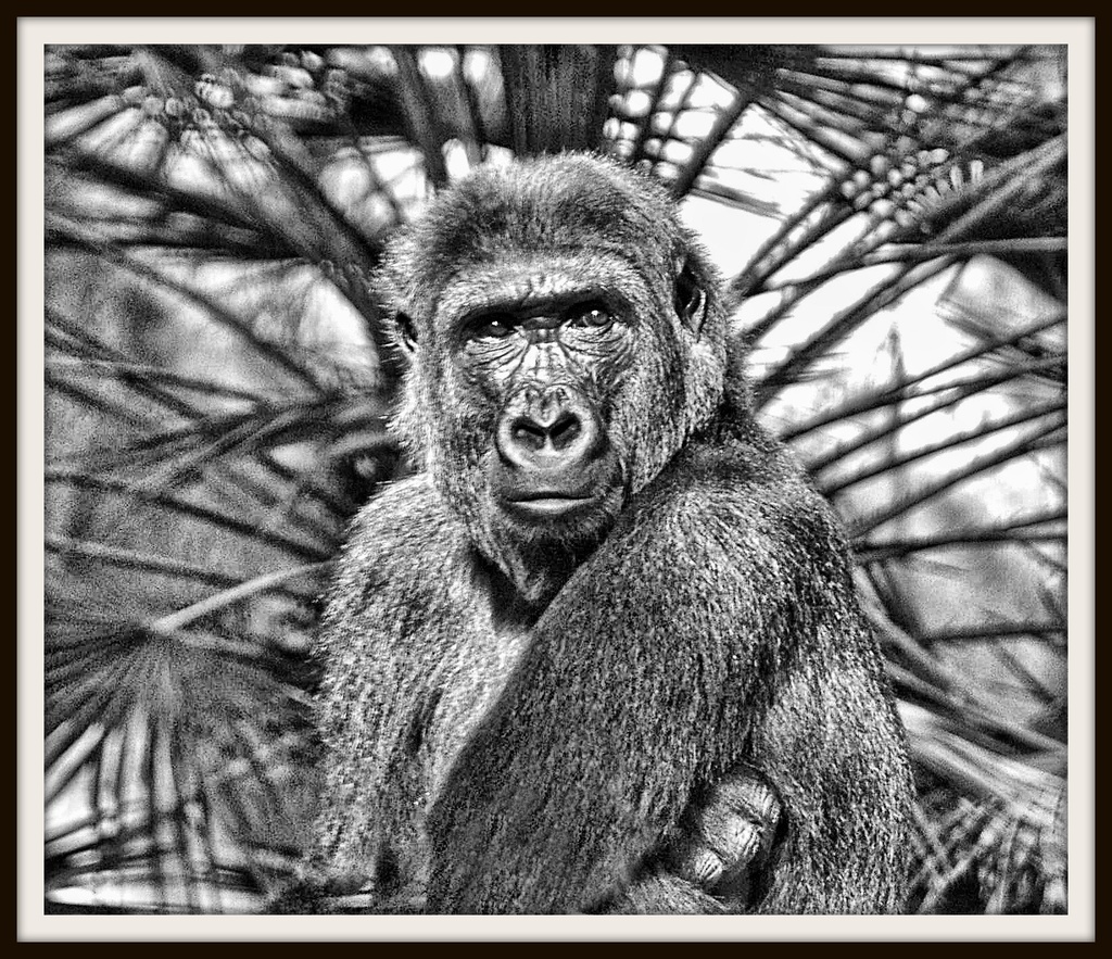 Gorilla Portrait  by joysfocus